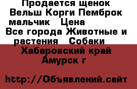 Продается щенок Вельш Корги Пемброк мальчик › Цена ­ 65 000 - Все города Животные и растения » Собаки   . Хабаровский край,Амурск г.